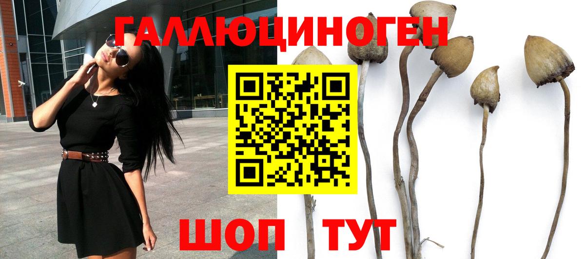 Галлюциногенные грибы Cubensis Аргун